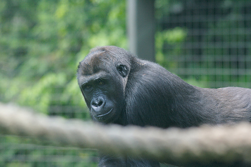 gorilla-columbus-zoo
