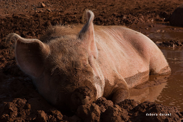 poplar-spring-pig-enjoying-a-mudhole-deb-durant