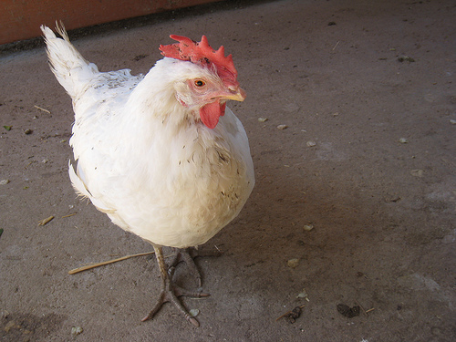 animal-acres-chicken