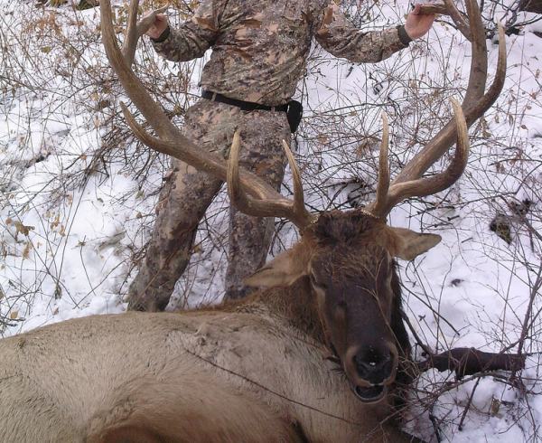 bull-elk-killed