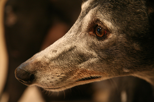 rescued-greyhound-lilly