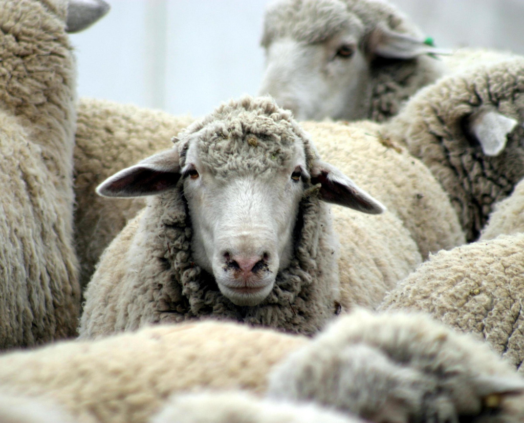 sheep-idaho