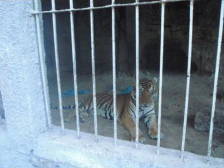 tiger-cancun-restaurant-gplda-lca