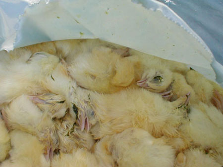 trashed_male_chicks