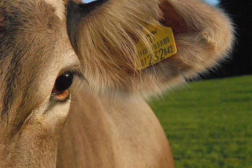 cow-close-up-2