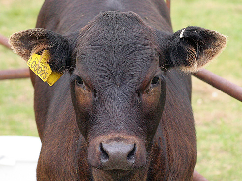 cow-scotland