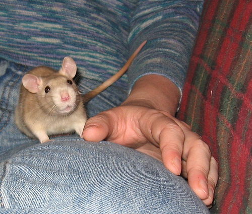 pet-rat