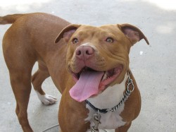 pitbull