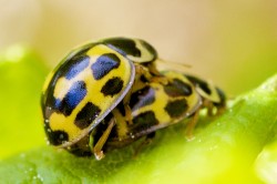 ladybugs