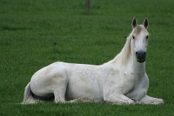 peaceful-horse