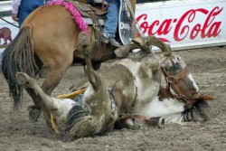 Downed Horse