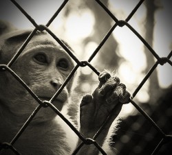 macaco atras de grade