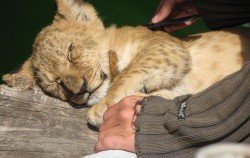 sleeping lion cub