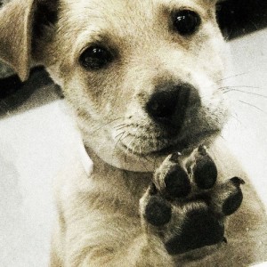 puppy