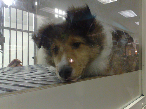 Pet Store Puppy