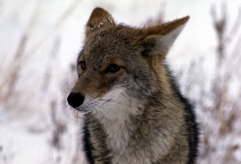 coyote