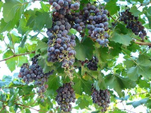 Argentine grapes, Cecchin family; ricardo.martins
