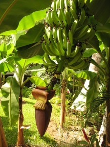 Banana tree fruit and flower; by dakotaduff