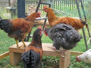 Chickens; by conskeptical