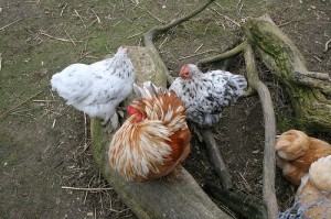 Chickens!; by Stephen Fulljames