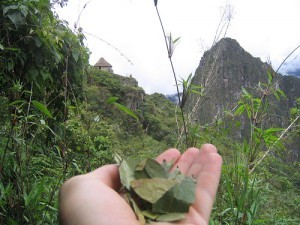 Coca leaves on Machu Picchu; by the MacAllenBrothers