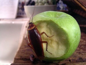 Cockroach on an apple; by Neil T
