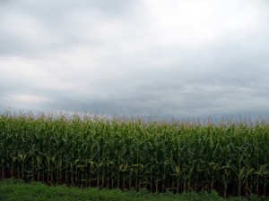 Corn field; by Zesmerelda
