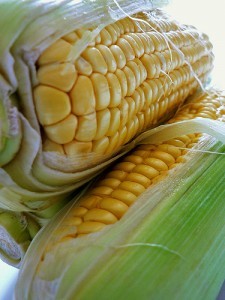 Corn on the cob; by Akash k