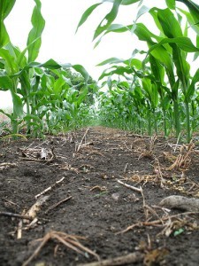 Corn row; by just a name thingie