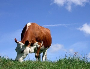 Cow eating grass; Scoobymoo