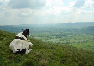Cow overlooking Hope Valley; Scoobymoo