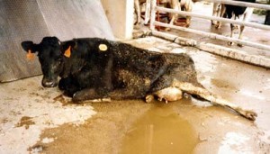Downer cow, via Farm Sanctuary