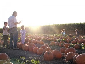 Dell\'Osso Farms pumpkin patch, Lathrop, CA; by MrMitch
