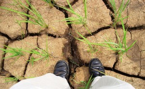 Drought; from the collection of the International Rice Research Institute
