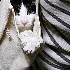 a cat in a bag