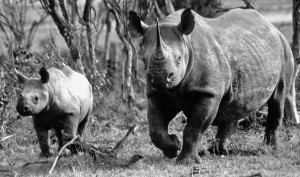 mamarhino2