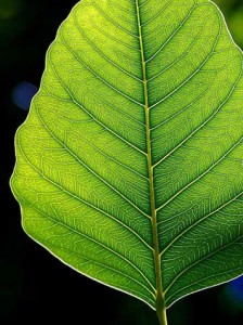 Leaf