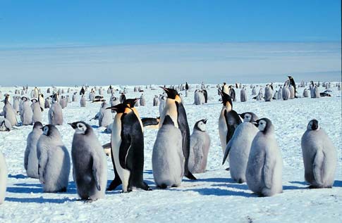 Emperor penguins with chicks