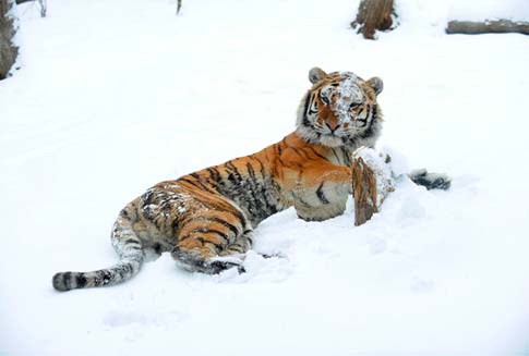 Sasha the tiger in the snow, at the Bronx Zoo, 2008.