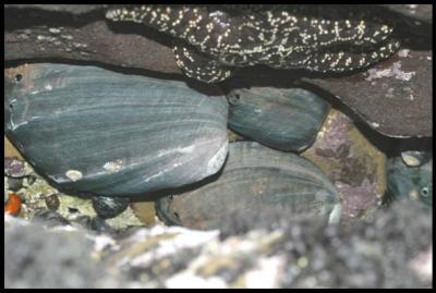 A rare occurrence in Southern California-black abalone cluster together in a rocky, intertidal crag on San Nicolas Island.