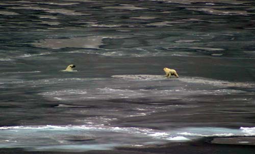 Two swimming polar bears in vast expanse of sea ice