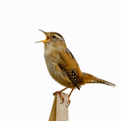 Tweeting bird perched on branch