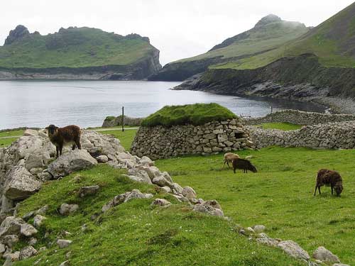soaysheep Soay Sheep in St. Kilda, Scotland