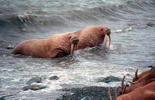 Walrus swimming to shore in Alaska.
