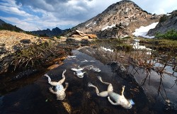 17773 Chytrid epidemic