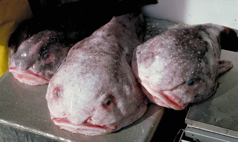 blob fish