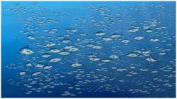 By Chris Jordan, made from nineteen watercolor paintings by Sarah Waller. Depicts 20,500 tuna, the average number of tuna fished from the world\'s oceans every fifteen minutes.