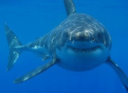 Beachgoers Chill With Sharks This Hot Summer