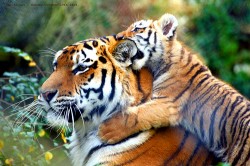 tiger & tiger cub