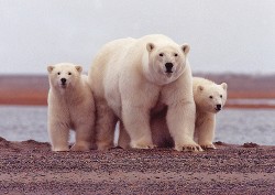 1 Simple Way to Save the Arctic National Wildlife Refuge From Drilling
